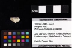 Foto (Objket + Etiketten) von Decapoda indet. 